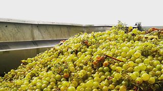 Visita Ecotast a las Cavas Bolet