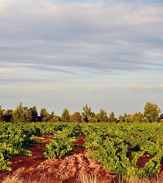 Wine Tasting and Tour at Fuentes Del Silencio