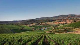 Tenuta Belguardo Winery