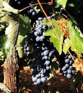 Bodegas Belote
