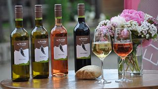 Enjoy a Cozy Wine Tasting Experience