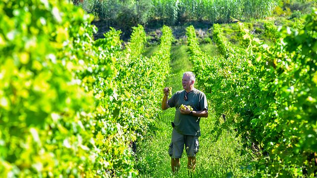Degrassi Winery