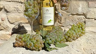 Dégustation de vins à San Gimignano