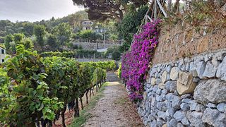 Le Vigne Di Raito