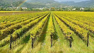 Tenuta La Presa: A Family Legacy in Veneto