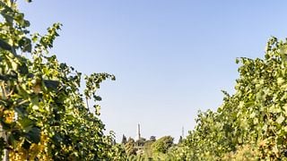 The Origins - Guided Tour with Tasting