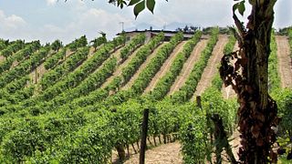 Campania Wine Journey: Tasting & Vineyard Tour