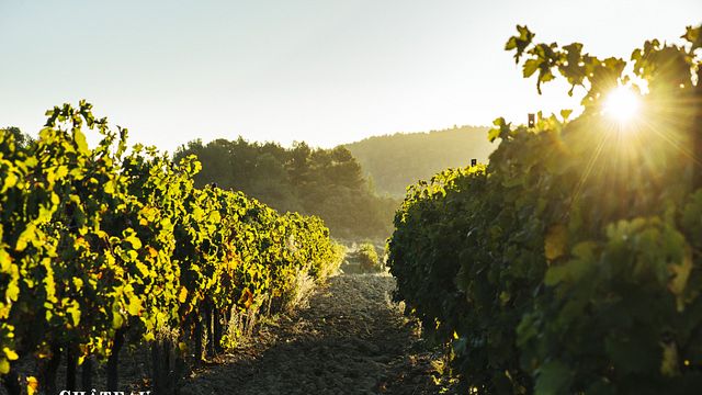 Degustación y visita de nuestra bodega única en el mundo en Château Maris 