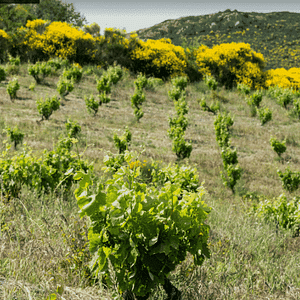 Una noche en la casa del Maestro Vigneron en Grand Guilhem