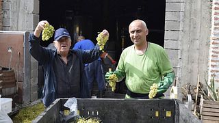 Degustazione di vini e visita alla cantina Tevza