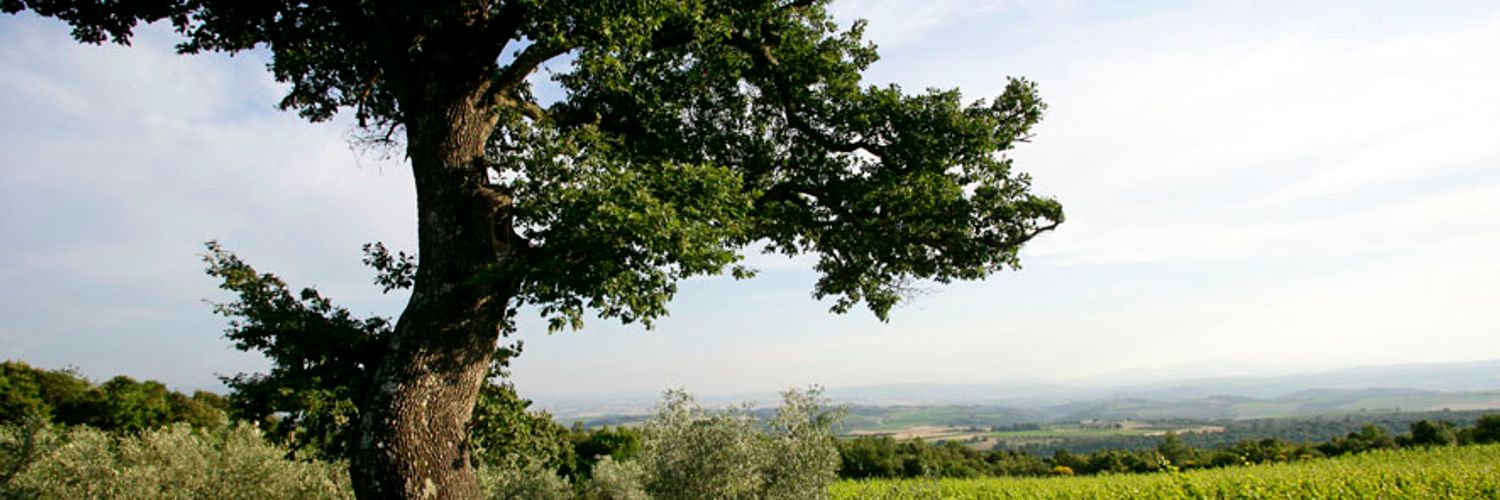 querce bettiina-vineyard