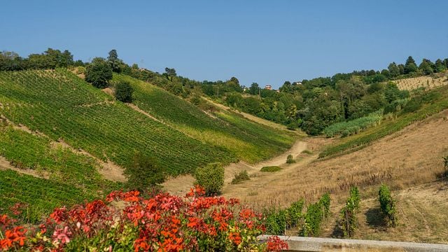  Vom Weinberg ins Glas | Corte Fabbri