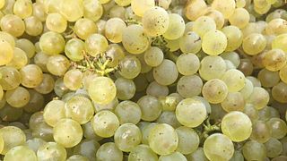 Cesani Winery