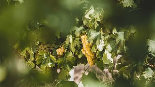 La Trava Winery