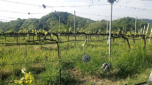 Piedmont Wine & Castle Tour at Il Girapoggio