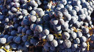 Visita del cantiniere con degustazione presso Château Laffitte Carcasset