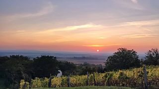 Degustação de vinhos e tour na vinícola Varsádi e pousada Somló