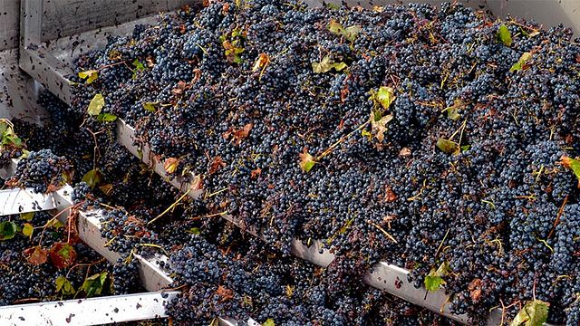 Degustazione di vini e tour presso Adega Cooperativa De Palmela