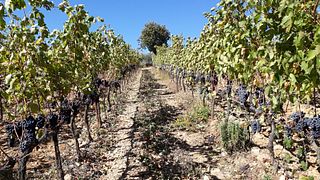 Visita aziendale e degustazione di vini, Vinsanto ed olio Extra vergine