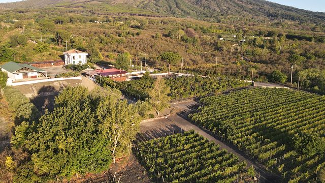 Dégustation de vins et déjeuner dans le vignoble du Vésuve à Tenuta Le Lune del Vesuvio