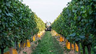 Turra Franciacorta Winery