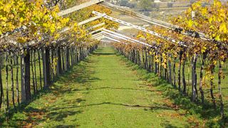 Quelle Belle Découverte de Vins à Tenute Fasoli Lorena