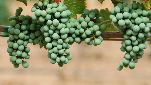 Bodegas Al Zagal: Wines of Granada