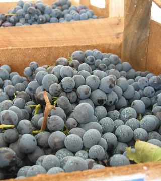 Feudi Di Guagnano Winery