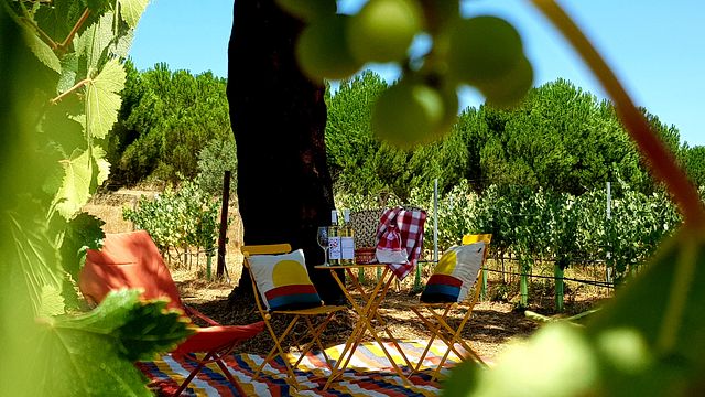 Pique-nique dans le vignoble du canal Herdade Caveira