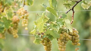 Dégustation de vins et visite à Mongioia