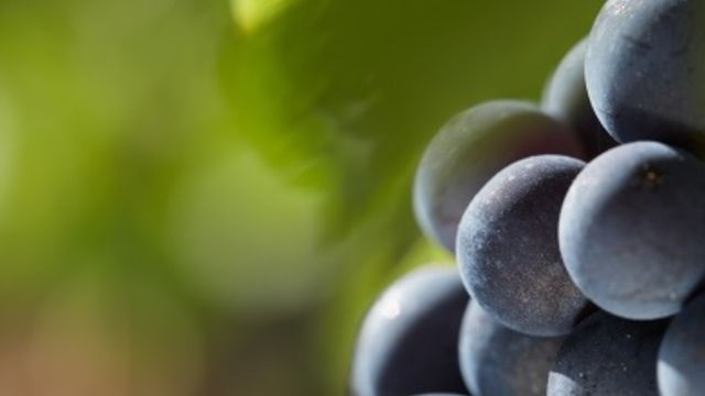 Domaine Benedetti