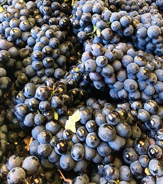 Champagne Chardonnay Masterclass