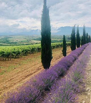 Rupel Winery