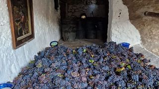 Visita e degustação de vinhos no Museu da Vinícola Maserof