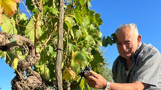 Savor 6 Montepulciano Wines at Le Berne Estate