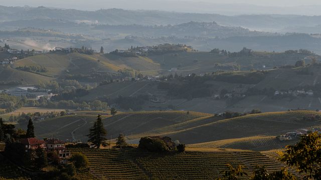Wine Tasting and Tour at Azienda Agricola Simone Cerruti