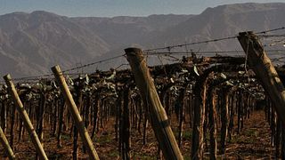 Cuyo Vineyard Adventure: Taste, Tour & Tradition