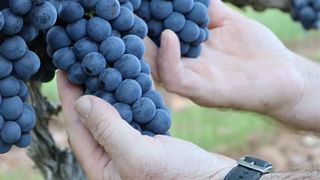 Botrugno Sergio Azienda Vitivinicola