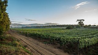 Olivedale Wine Estate