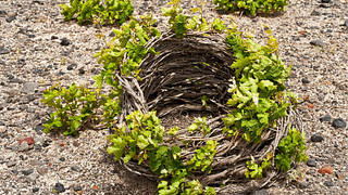 Santorini Wine Stories