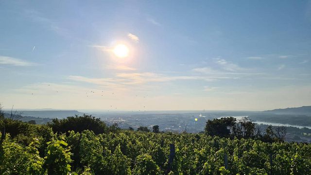 Degustação de vinhos e tour na Wandraschek Weinmanufaktur