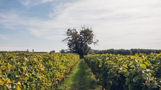 Tour e degustazione del Domaine al Domaine Poncereau de Haut
