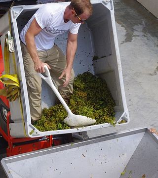 DelMonaco Winery & Vineyards