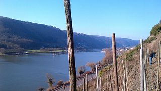 Cata de vinos y visita guiada en Weingut & Sekthaus Immich