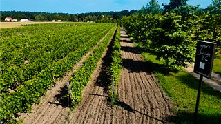 Sienkiewicz Vineyard