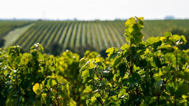 Cata de vinos y visita guiada a Les Caves De La Loire