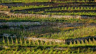 Dégustation de vins et visite de la cave Barta