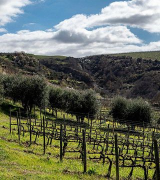 Degustação de Vinhos e Tour no Tenuta Poggio Il Castellare