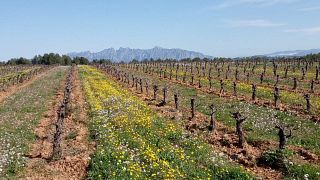 Weinprobe und Tour im Pagès Entrena