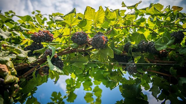 Tenuta La Presa: A Family Legacy in Veneto